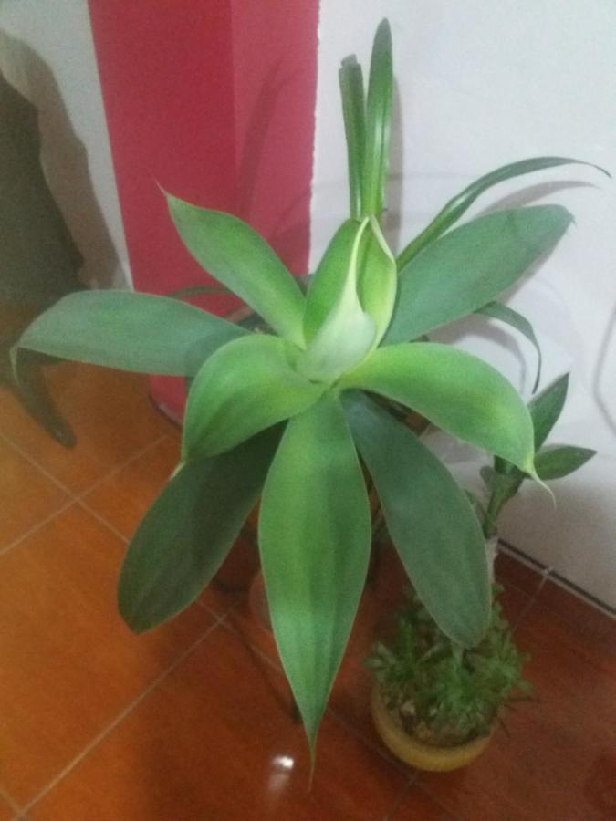利马La Quilla House公寓 外观 照片